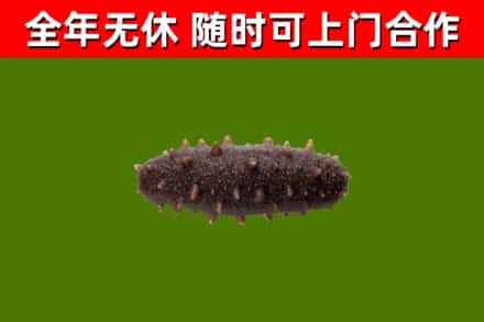 平昌县回收海参干